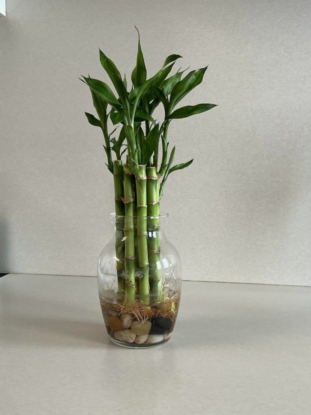 Lucky Bamboo Plants Live Indoor (10 Stalks, 4 Inch)- for Positive Energy